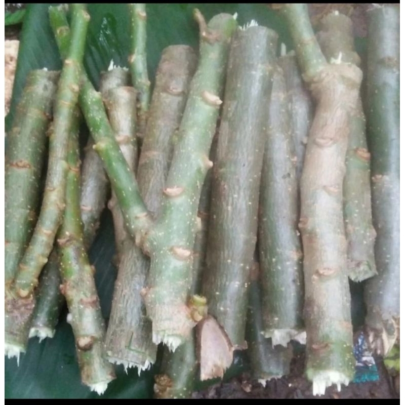 BIBIT STEK POHON JARAK PAGAR HERBAL