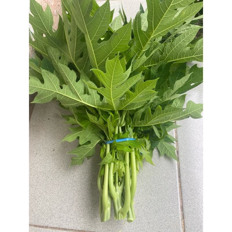 

Daun pepaya segar 1 ikat