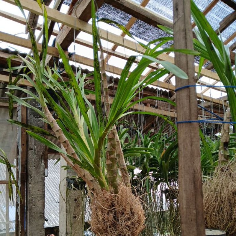 Grammatophyllum Speciosum Var.Alba