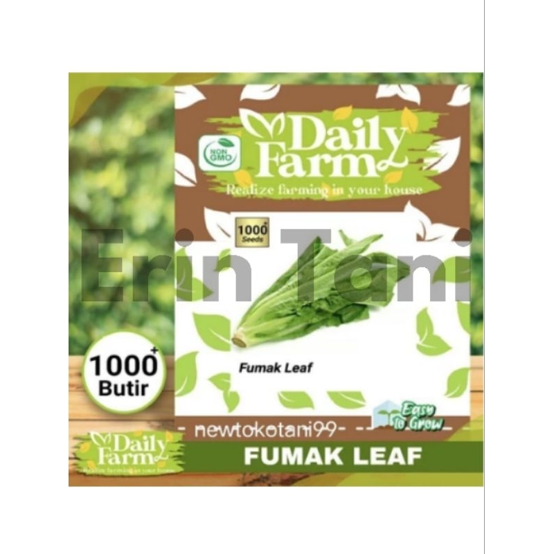 Benih selada wangi FUMAK 1000 butir sayur fumak dari daily farm
