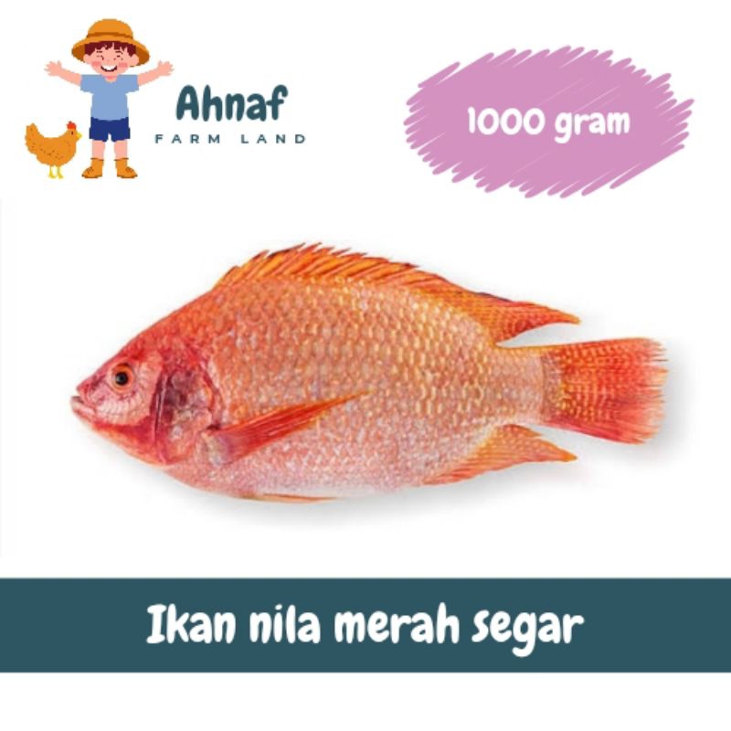 

Ikan Nila Merah Segar 1 kg