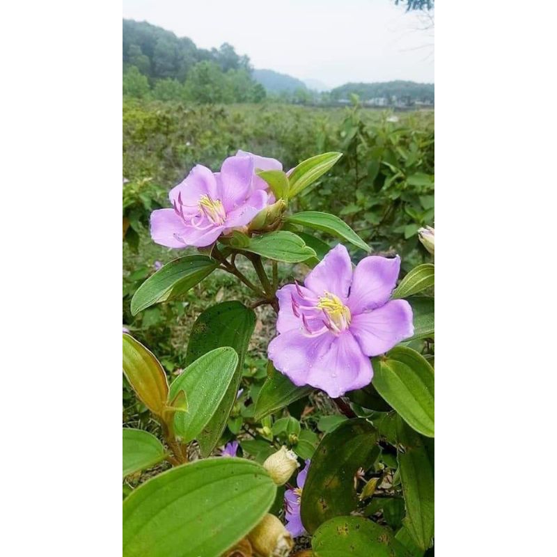 

DAUN KARAMUNTING SEGAR
