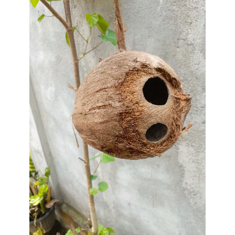 

kelapa lubang 2 alami asli langka