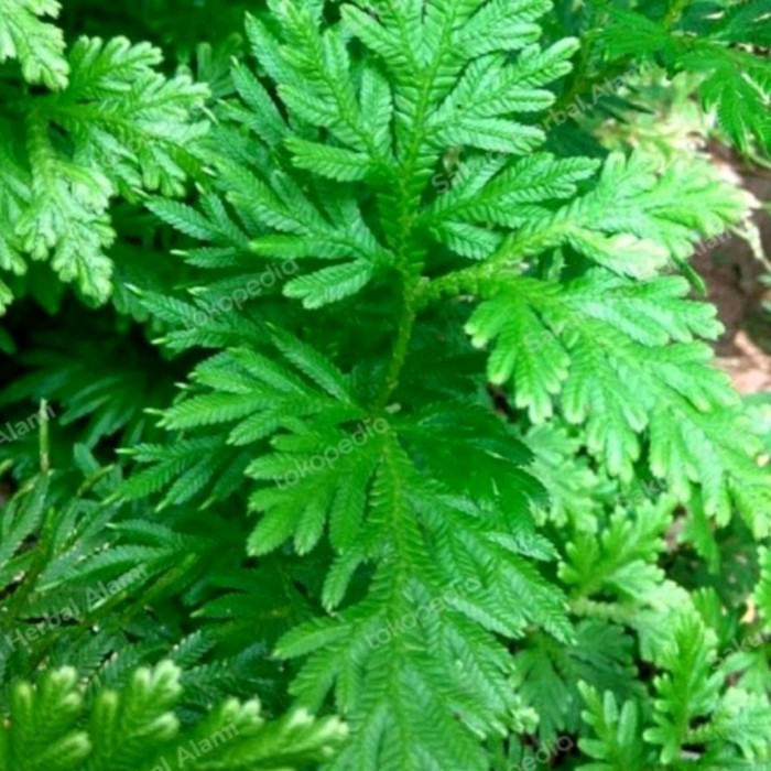 

Obat herbal daun ceker ayam segar 200grm