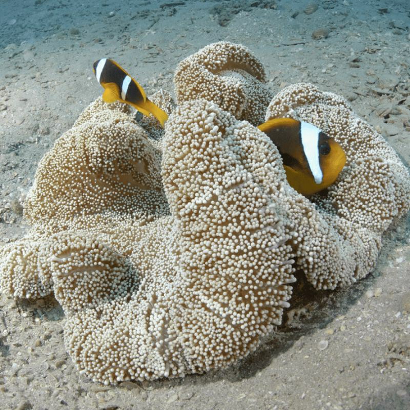 

RUMAH IKAN NEMO/ ANEMON KARPET