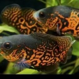 Oscar tiger batik 3-5cm hiasan aquarium