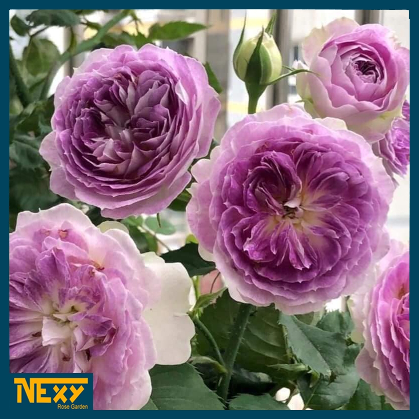 Mawar Import Remaja Full Media Tanam - Tanaman Mawar Import Full Media Tanam