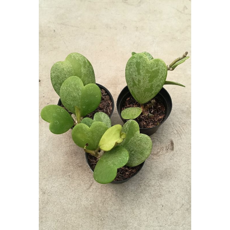 Hoya kerii Splash paket 3 pot