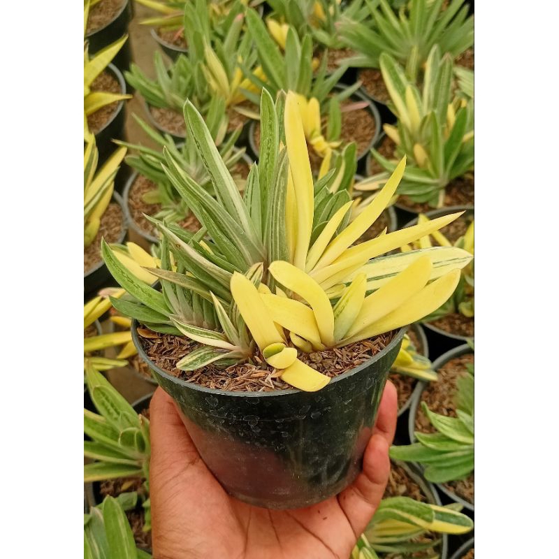 Gasteria Marmorata Varigata Cluster