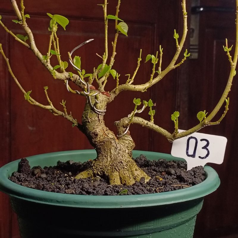 03 - Bahan Bonsai Waru Taiwan Prokar