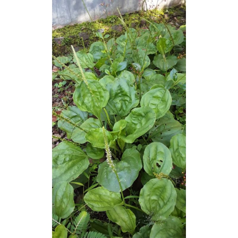 

Daun sendok/Daun kiurat