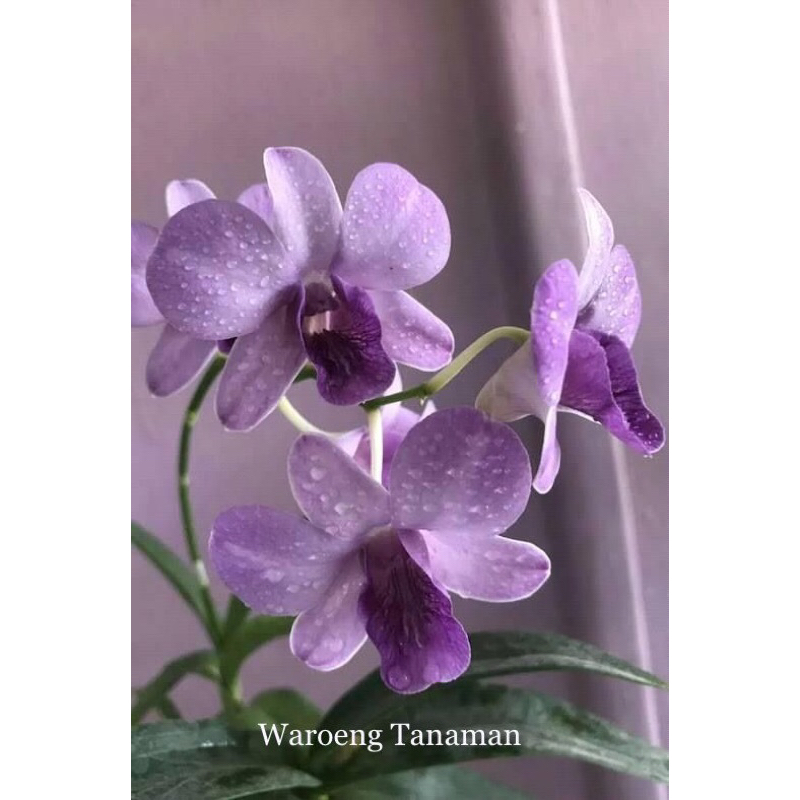 Anggrek dendrobium bunga purple langka - anggrek dendrobium dewasa siap berbunga