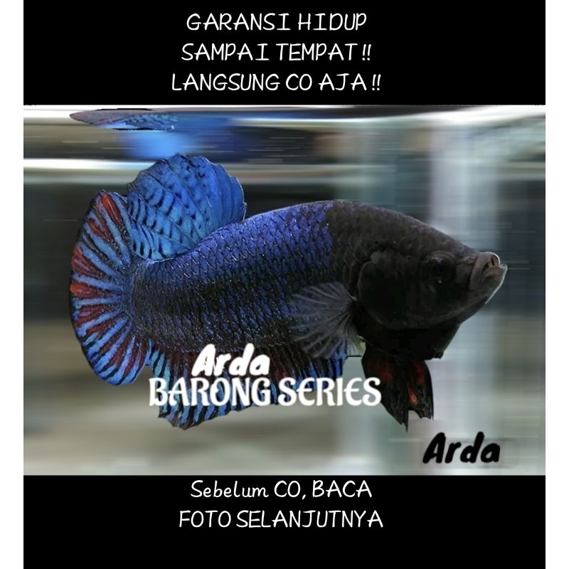 CUPANG ADU SUPER SERI BARONG ORIGINAL Cupang Adu MDS Medan Super Cupang Adu Lokal Super Cupang Adu P
