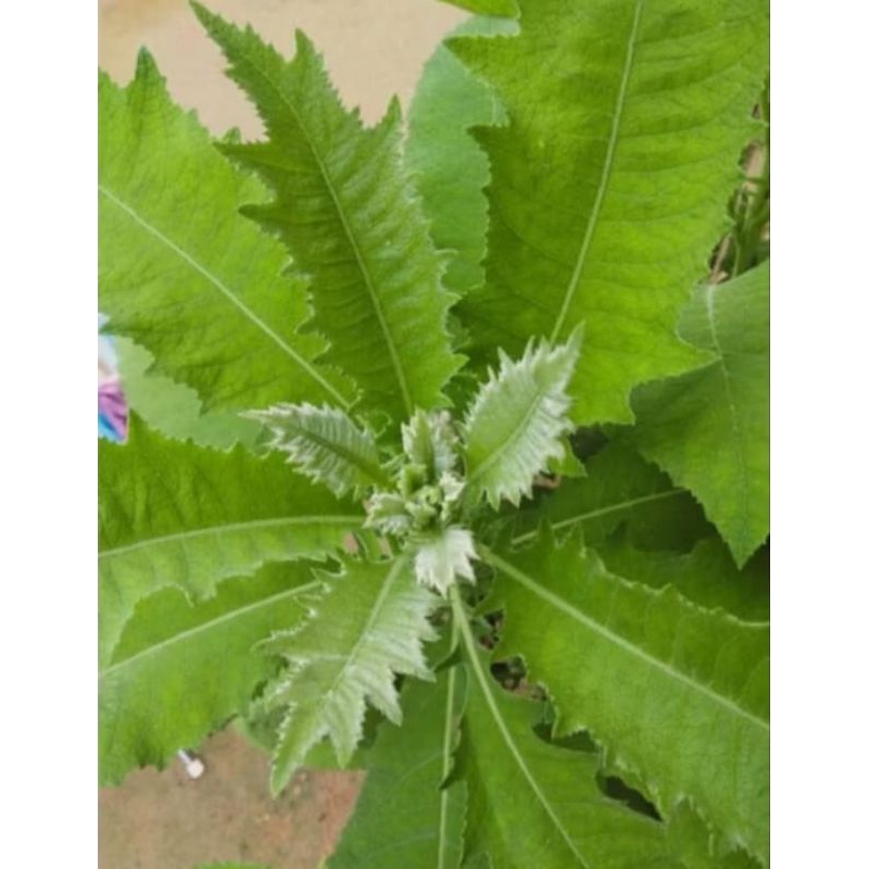 

daun sambung herbal alami 150 gram