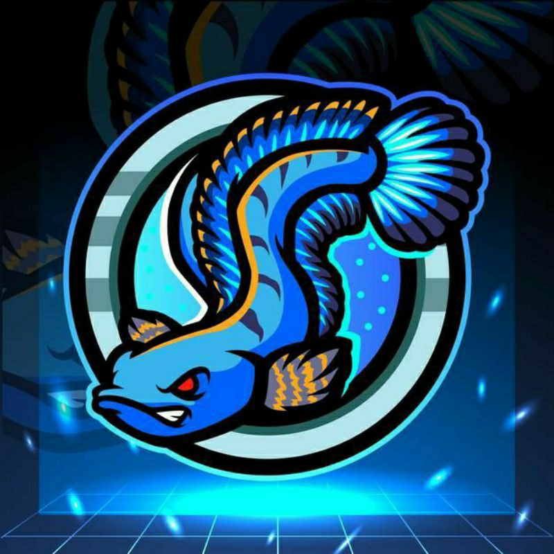 Extrak Ketapang Andrao, Warti 10-12 cm