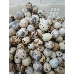 

Telur Puyuh Per Pack Fresh Segar