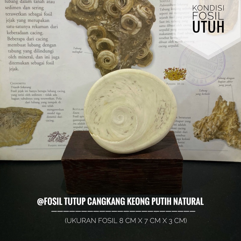 Fosil Tutup Cangkang Keong Purba Natural C47 atau Fosil Keong Putih atau Fosil Kol Buntet Putih atau