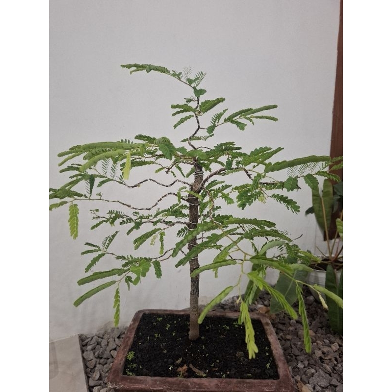 bonsai asam jawa dari biji