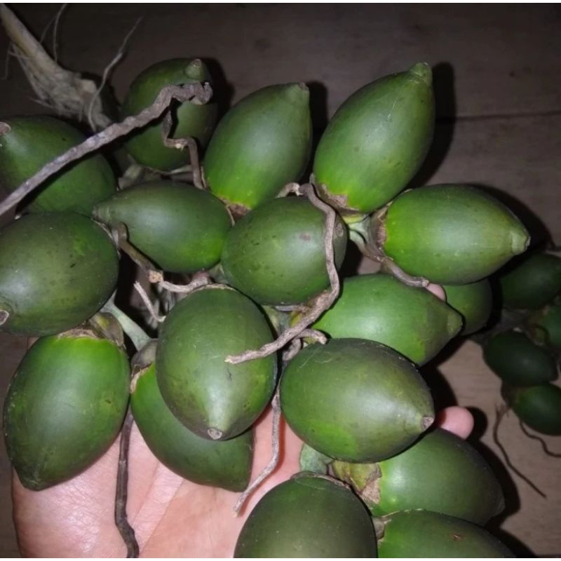 

BUAH PINANG MUDA SUPER FRESH 1KG BISA COD