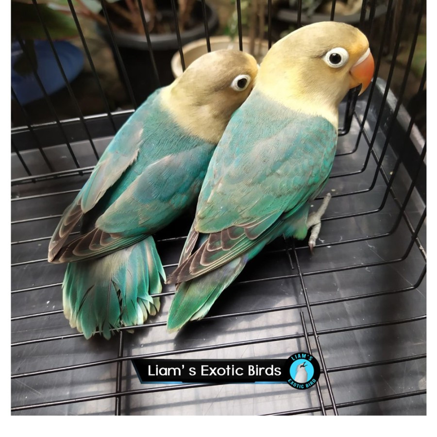 Burung Lovebird Warna Parblue Tosca Sepasang