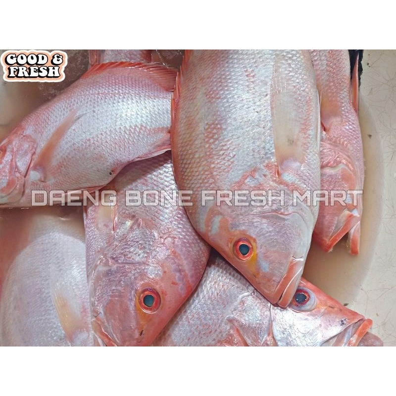 

Ikan Kakap Merah Segar