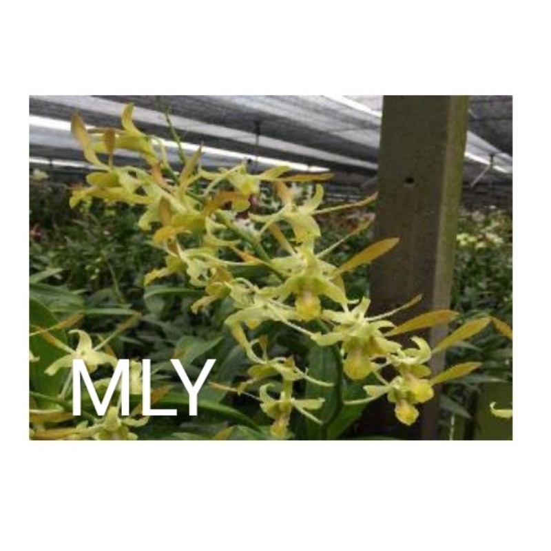 dendrobium id MLY