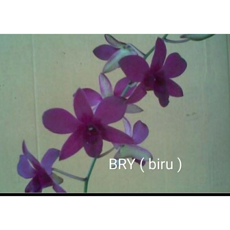 Anggrek Dendrobium ID BRY