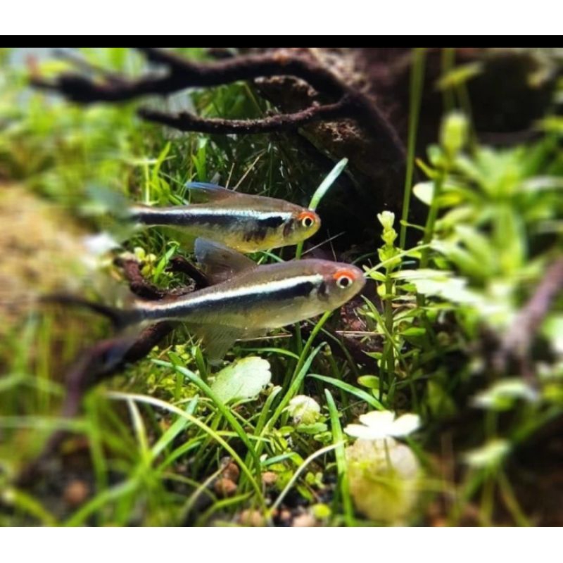 

HIASAN AQUARIUM/NEON BLACK TERTA