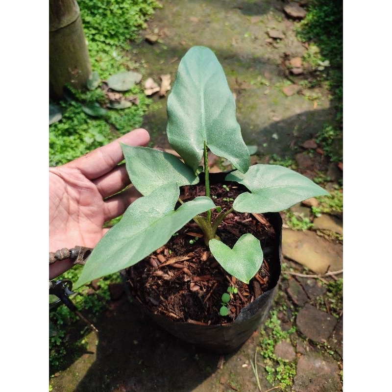 Alocasia Silver sp Papua