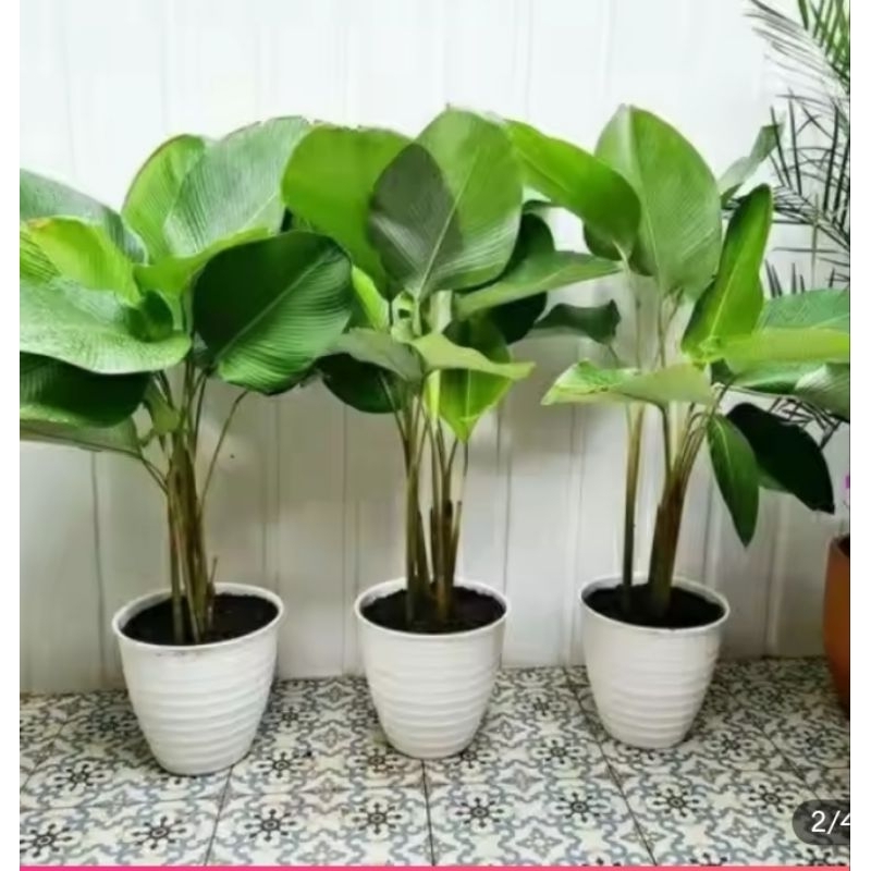 Tanaman Pisang Pisangan  Calathea, Pohon Pisang Pisangan Calathea