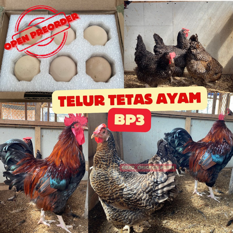 NEW TELUR TETAS AYAM BP3 (Black Permud 3)