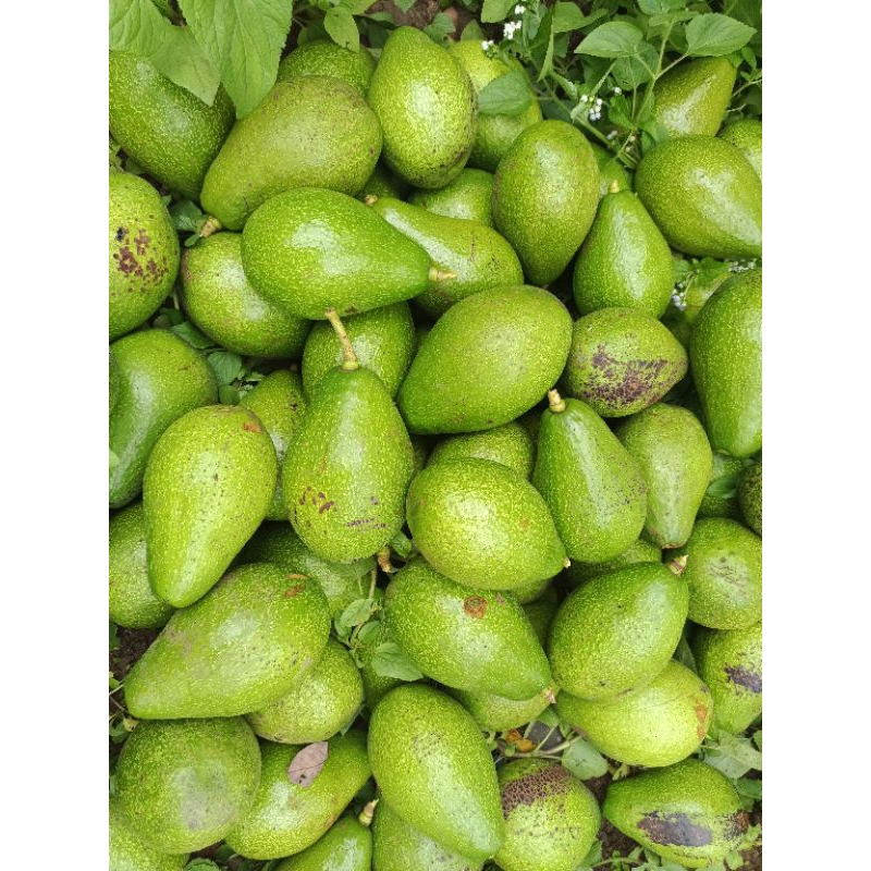 

Alpukat Mentega 1kg isi 4,5,6