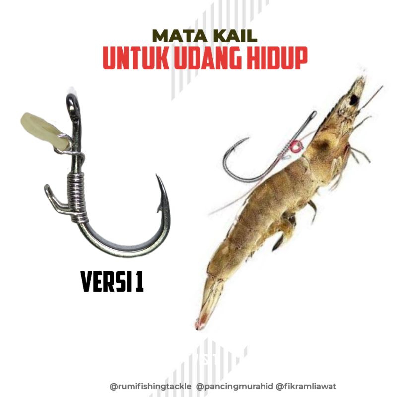 Mata Kail Udang Hidup