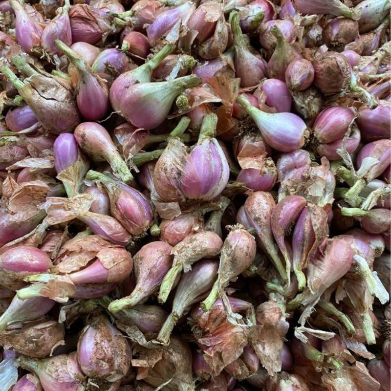 bawang merah Sumenep super