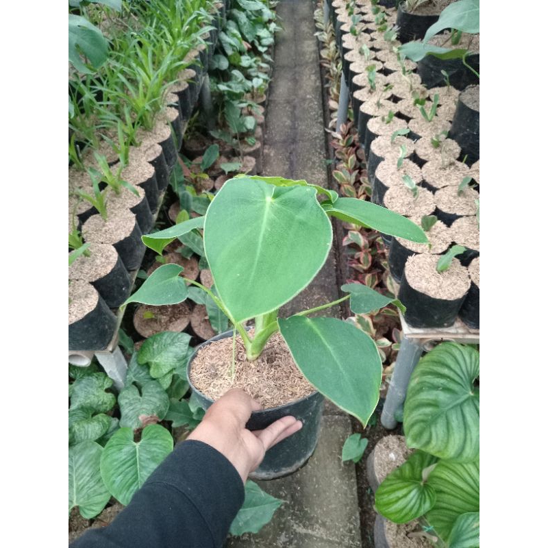 philodendron rugosum pigskin