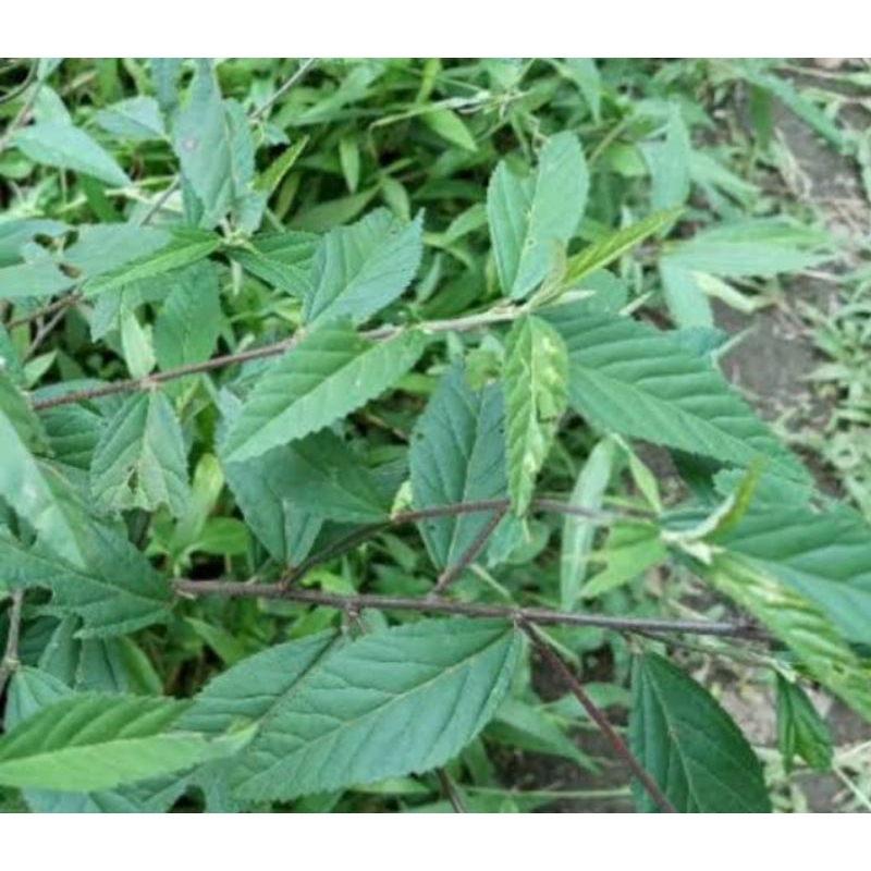 

Herbal Daun sidaguri jantan segar 500 gr