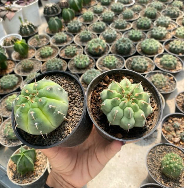 Kaktus Gymnocalycium vatteri Free Pot Dan Media Tanam