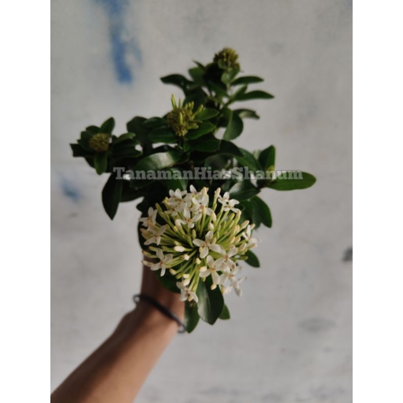 Promo COD tanaman hias Asoka jambon bunga putih - bibit Asoka jambon - tanaman hias Asoka bunga puti