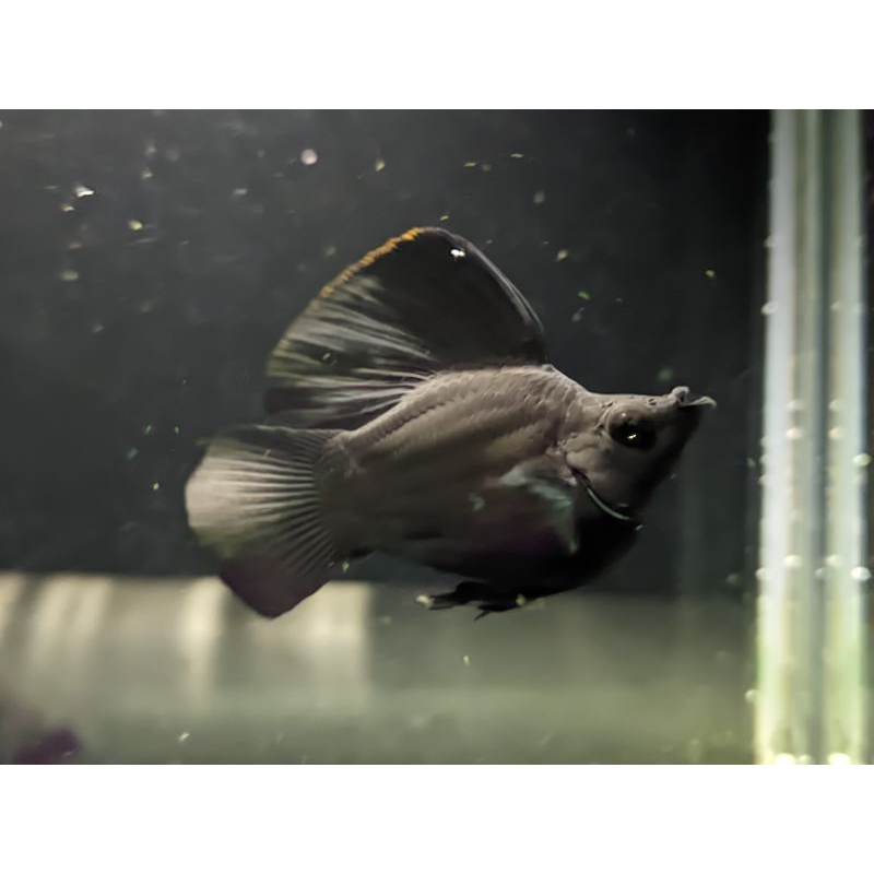 black sailfin molly balon aksesoris aquarium