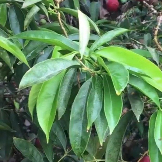 

Daun mahkota Dewa 100 Gr Segar Fresh Organik