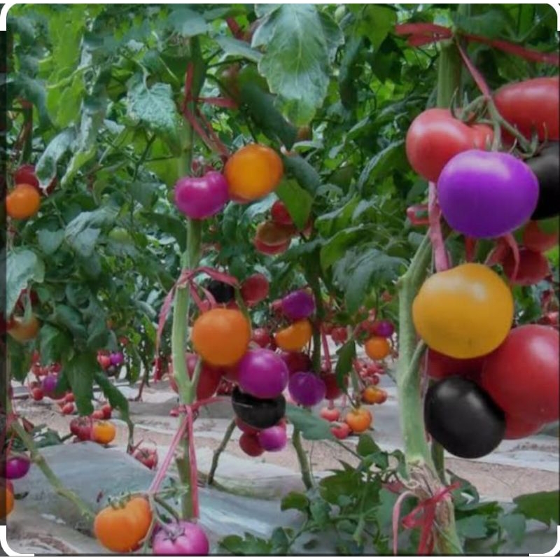tomat pelangi 5biji