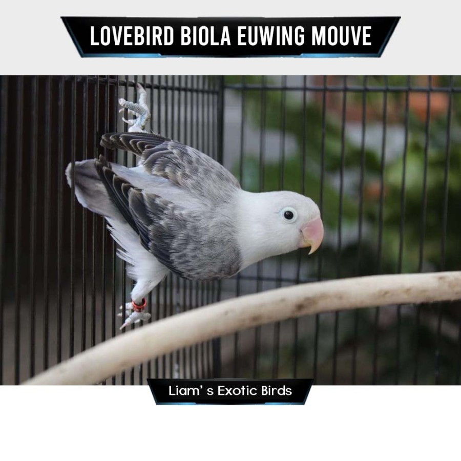 Burung Lovebird Biola Euwing Mouve