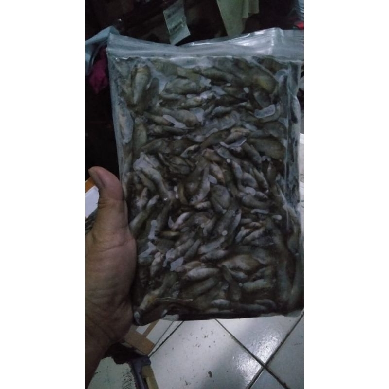 

cere laut beku