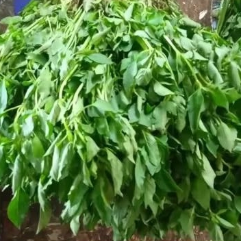 

Daun kemangi 1pack