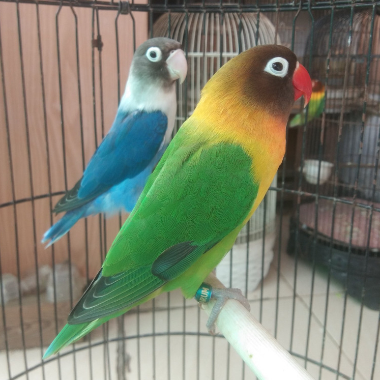 Burung Lovebird Sepasang Warna Josan Cobalt