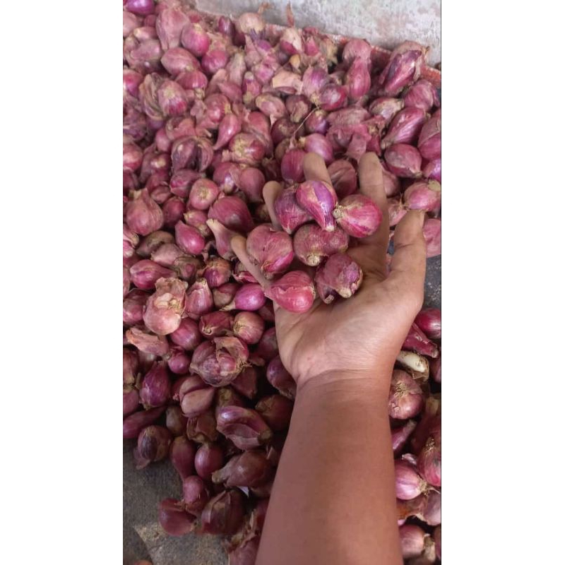 

bawang merah bima