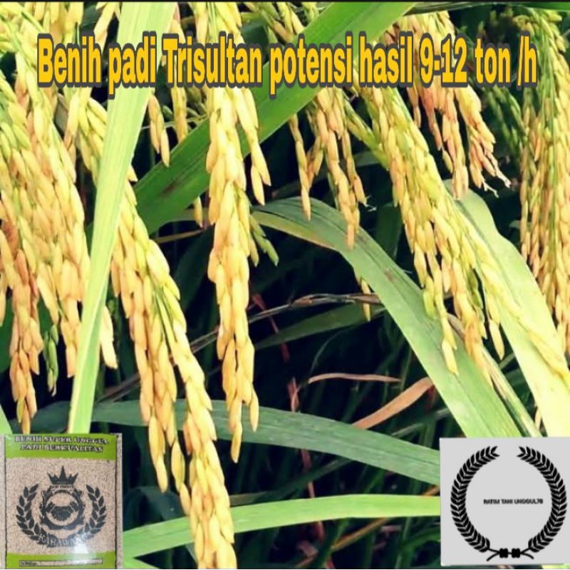 Bibit benih padi Trisultan berbobot terlaris kemasan 5kg