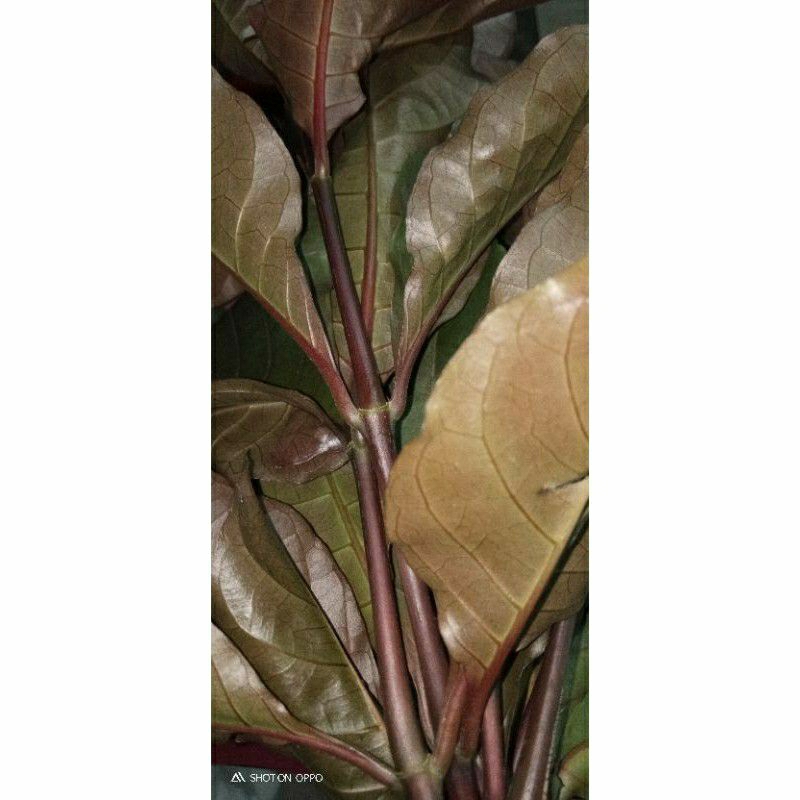 

500gram daun ungu daun herba