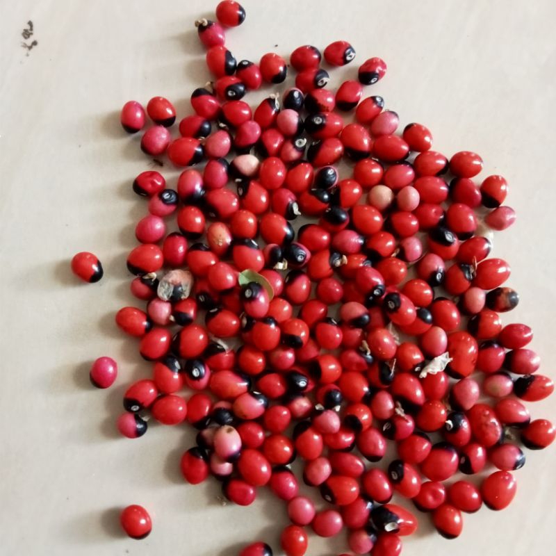 Bibit Benih Daun Saga Rambat 10 Butir Tanaman Herbal Daun Saga rambat Obat sariawan