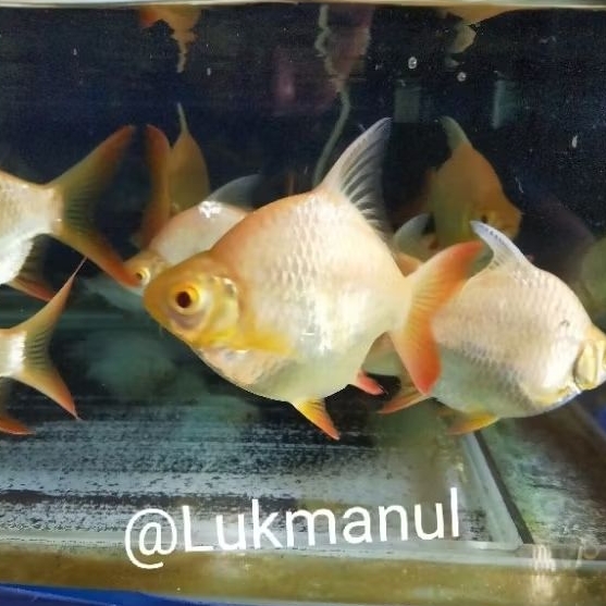 Ikan kapiat SB Short Body Kaviat albino